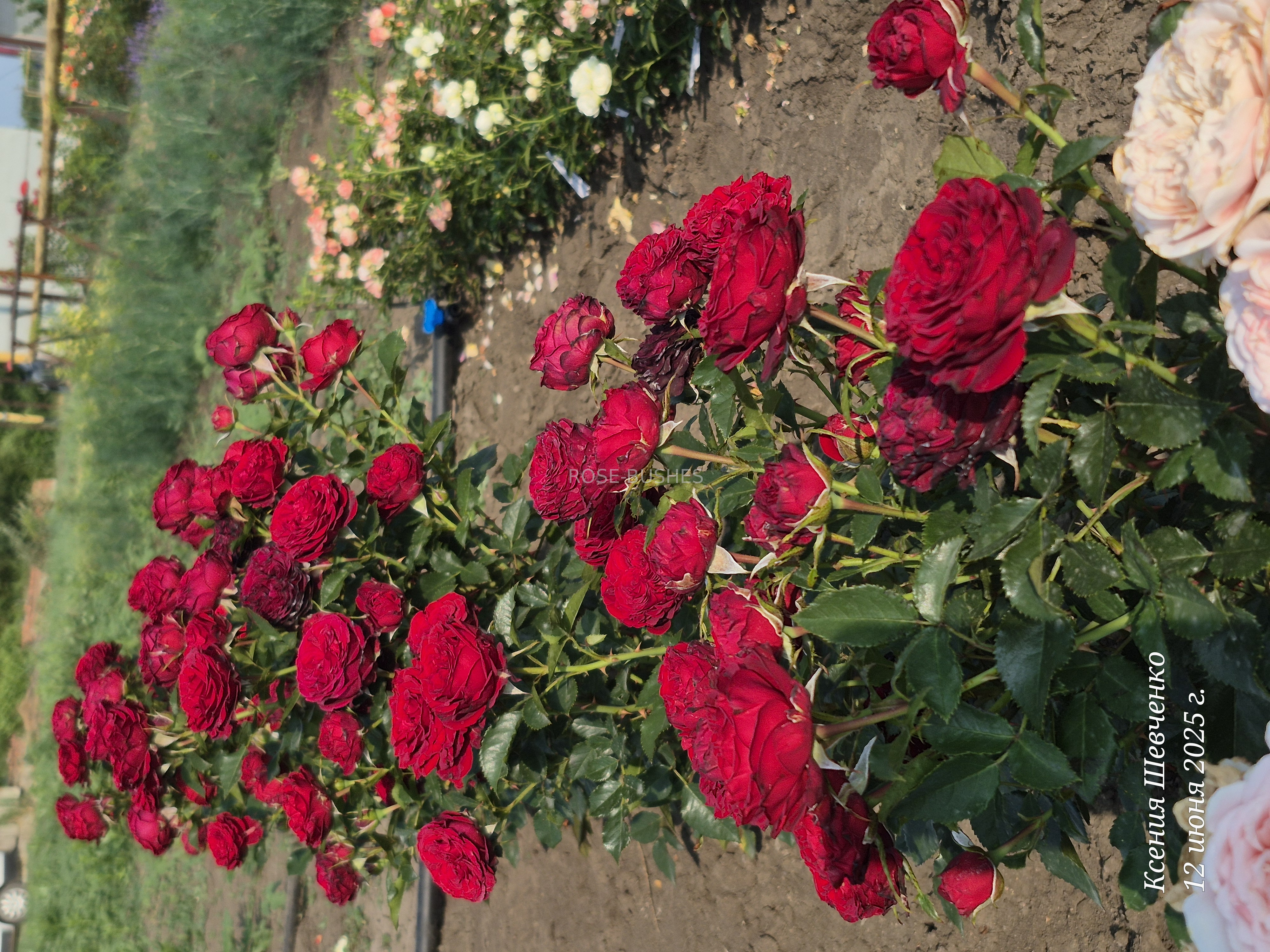 ����� ���. Mayras Red. (��, ����.)